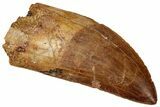 Serrated Carcharodontosaurus Tooth - Large Dinosaur Tooth #329936-1